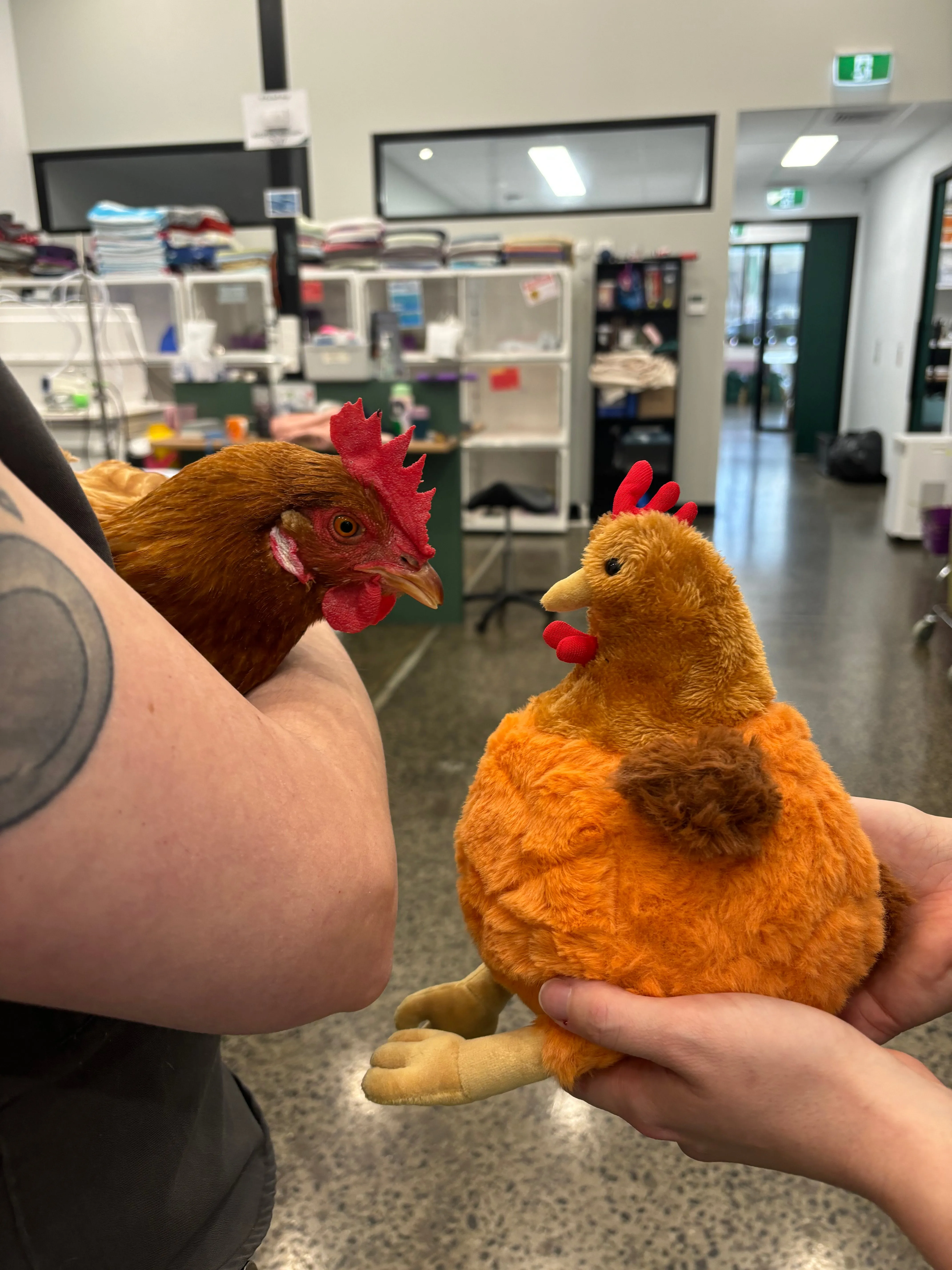 Plump Hen Plush Toy