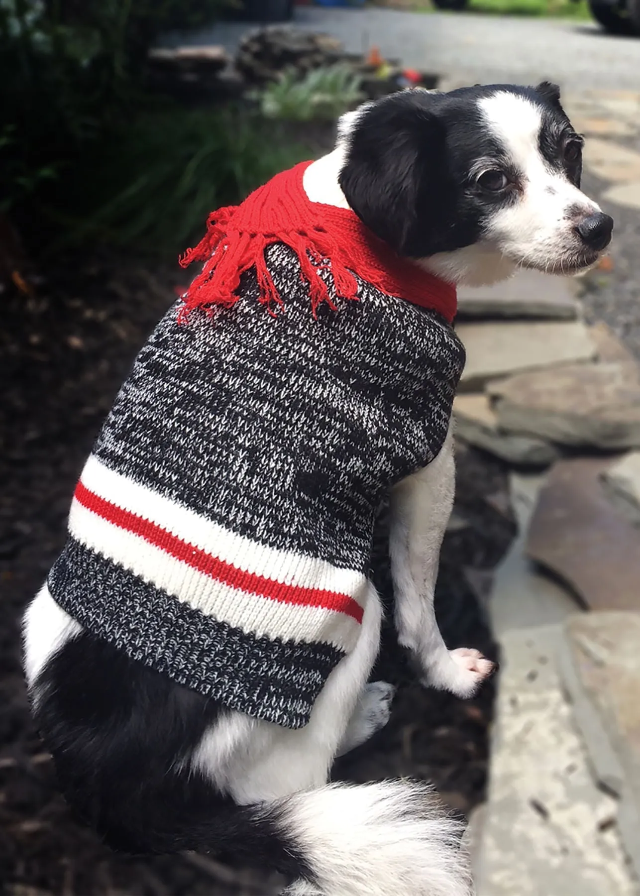 Twisted Yarn Dog Sweater